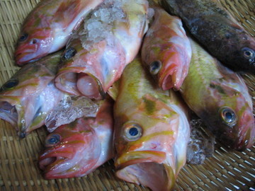 珍しい地魚たちを皆で丁寧に仕込みます♪