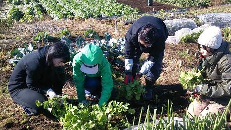 有機野菜の栽培や収穫作業の風景