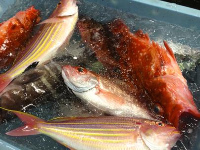 地元で水揚されるピカピカな地魚