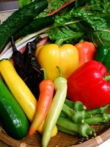 農家さん直送のとれたてお野菜も絶品!