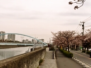 閑静な住宅街の桜並木沿い