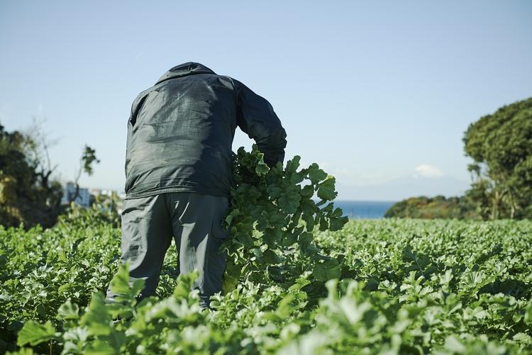 契約農家からその日に届いた新鮮野菜を調理