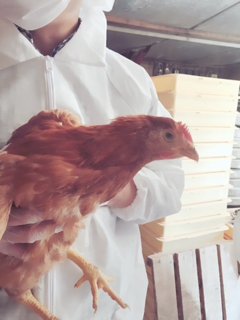 福島県に伊達鶏を実際に見学にいきました