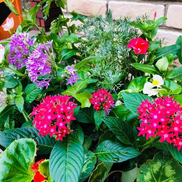 店前の花も毎日お世話しています☆
