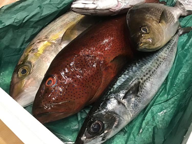 五島列島の産直のお魚達