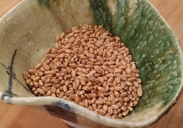 うどんの原料、小麦の実!