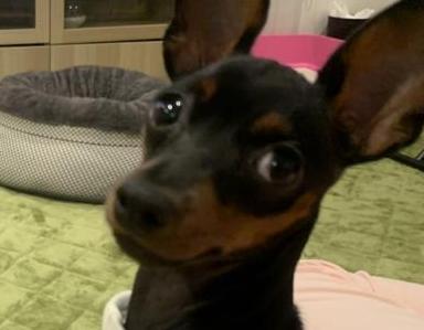 わんにゃん手当だワン!