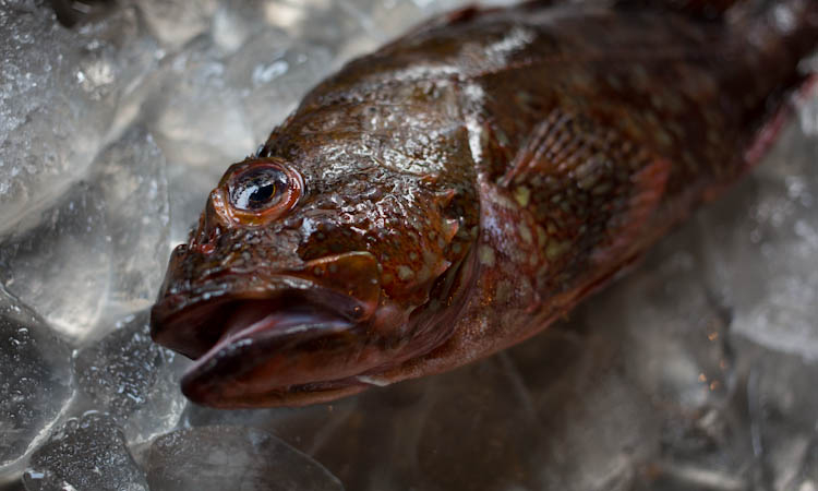 地元湘南や尾鷲港の新鮮な魚介類