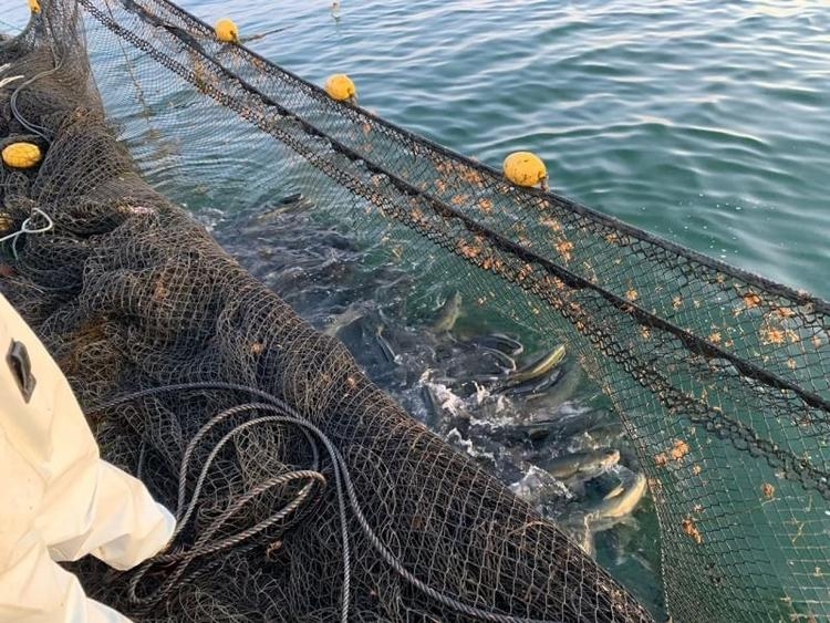 2019年10月下旬オープン〜海息吹(みぶき)〜【海の実りをふんだんに使った四季折々の料理】