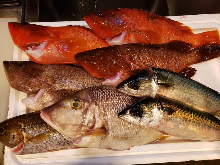 鹿児島県漁師直送の新鮮鮮魚♪