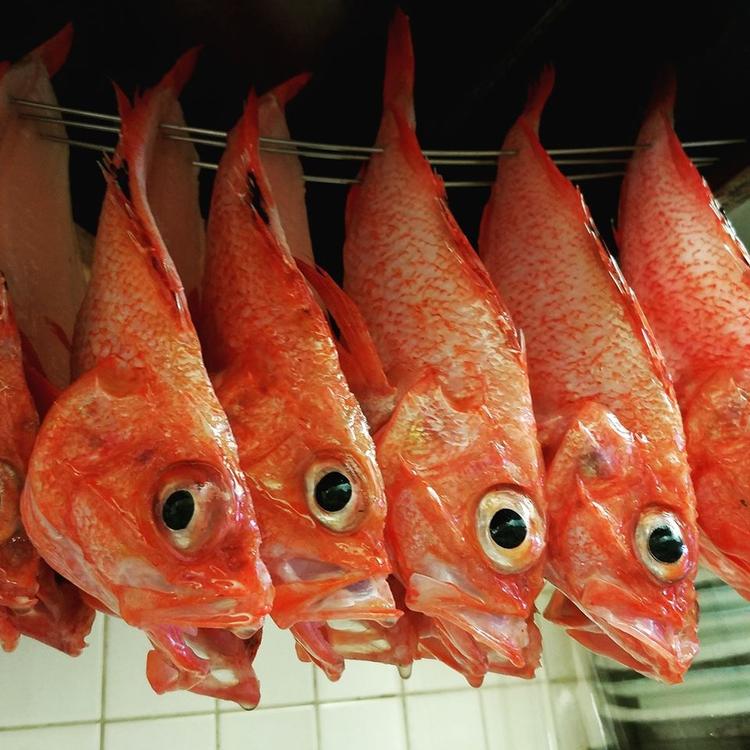 どんな魚も美味しく料理します!