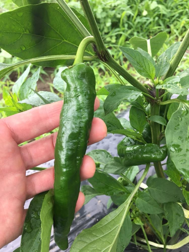 採れたて無農薬のお野菜も届きます