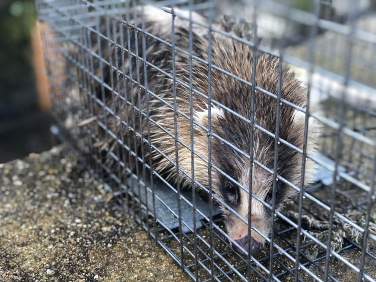 狩猟にも行くよ。※台湾原住民料理のため