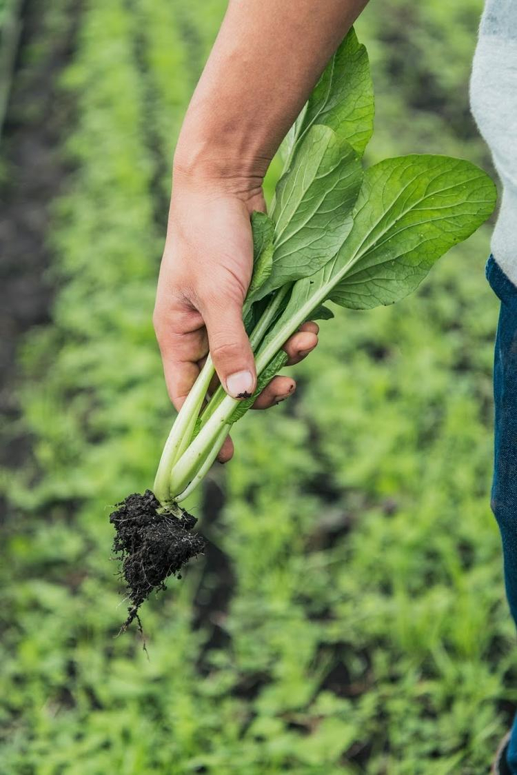 大地の力強さを感じる野菜!