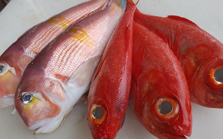 その日仕入れの新鮮な鮮魚