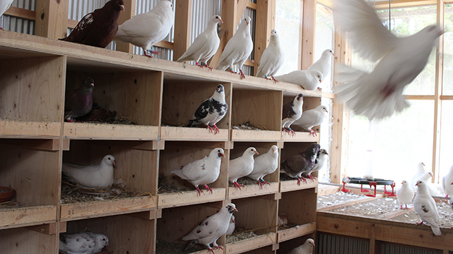 自社鳩農園から直送
