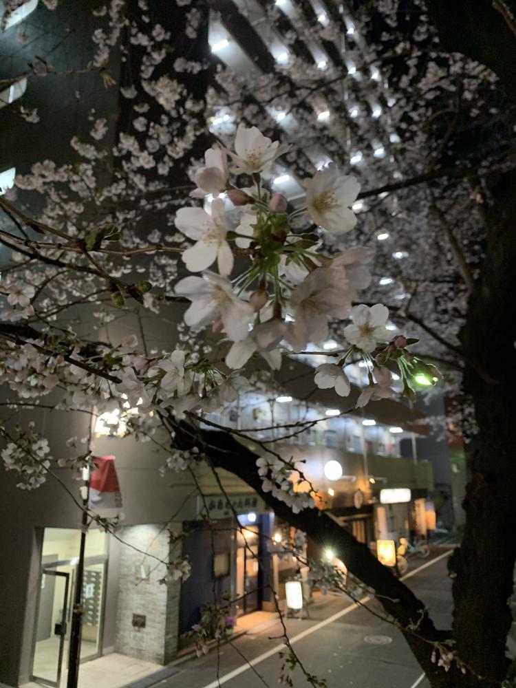 春になると外にはきれいな桜🌸