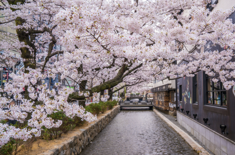 西高瀬川沿いのお花見が楽しめる最高な立地
