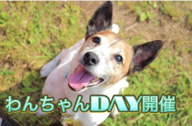 ワンちゃんがお店に入れる日もあります