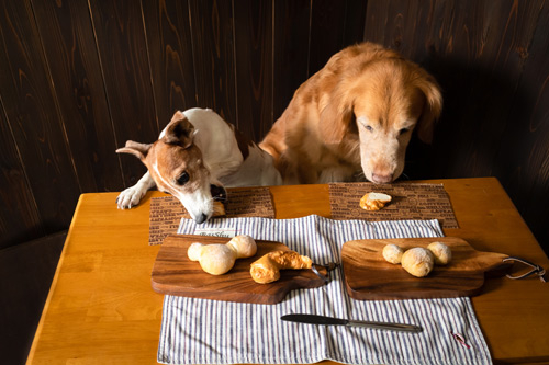 犬たちに美味しさを届けましょう