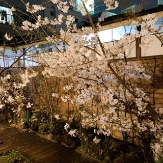 現在、お店の中庭には桜が咲いております♪