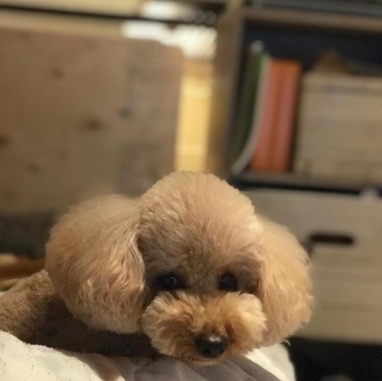 マスコットキャラクターの愛犬SAM君♪
