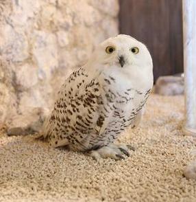 シロフクロウの’トウル君’