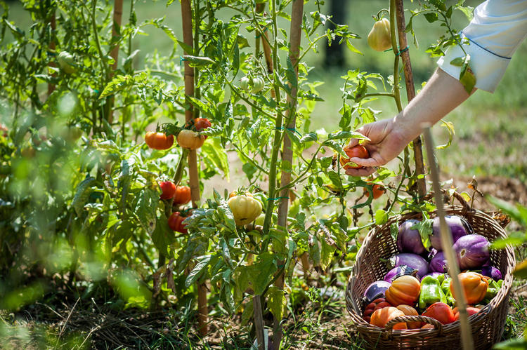 野菜果物も全て地産地消