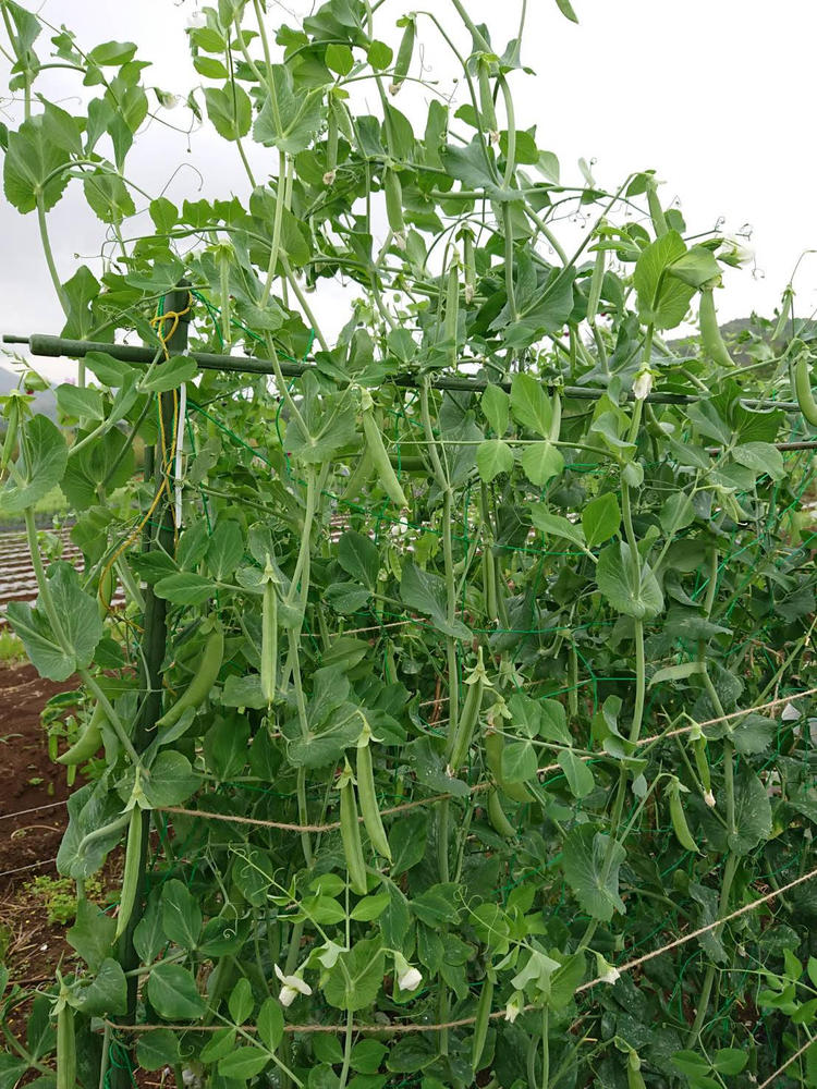 小田原の自社農園野菜