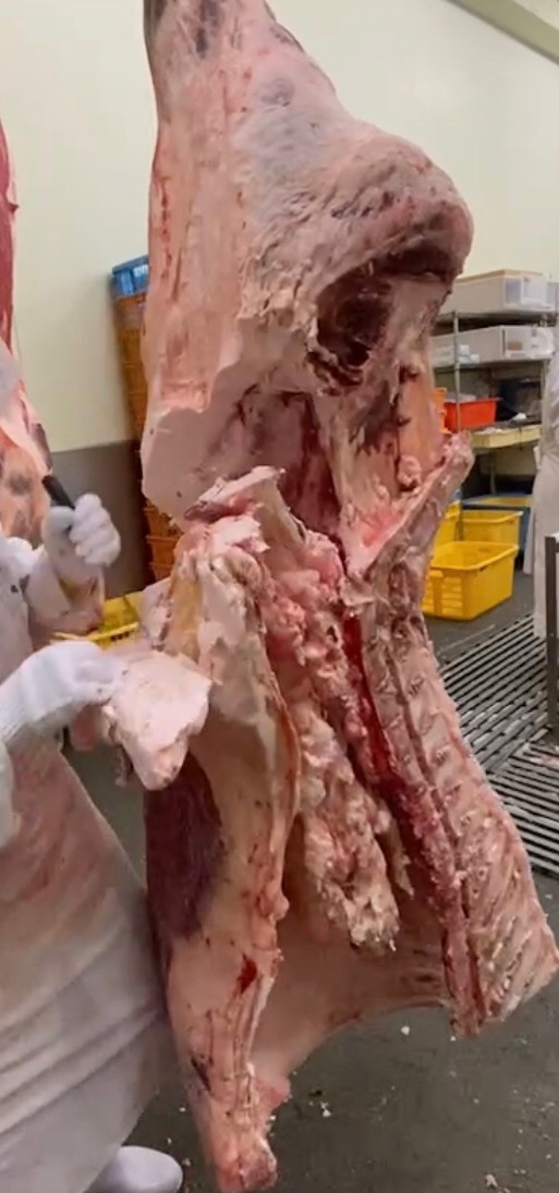 普段目にすることがない塊肉も視察