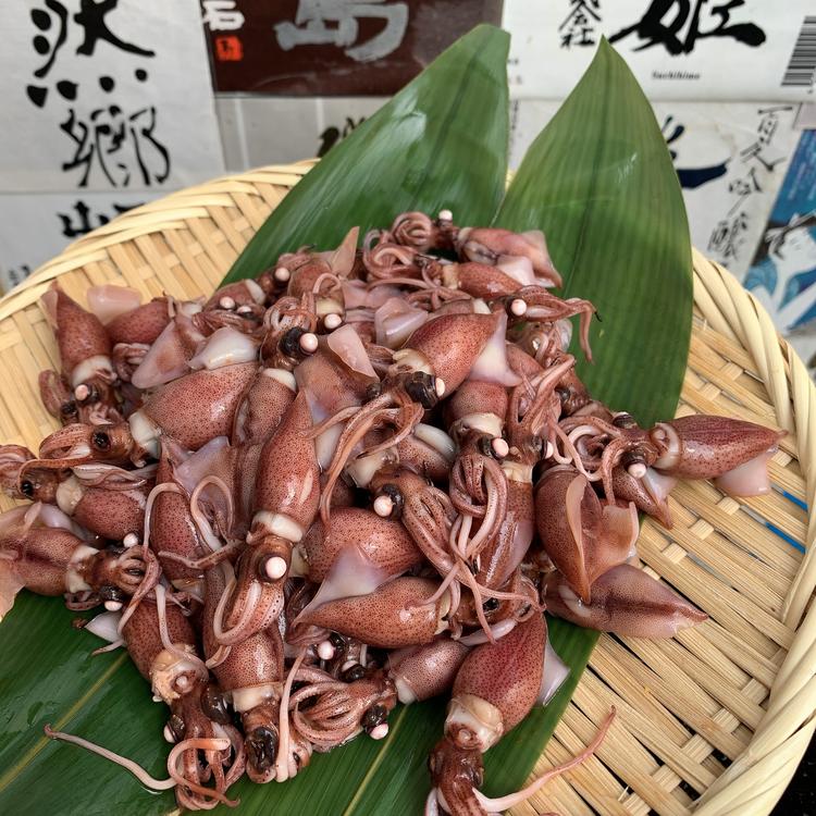 ホタル烏賊