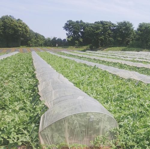 使用する野菜は自分たちで収穫しています◎