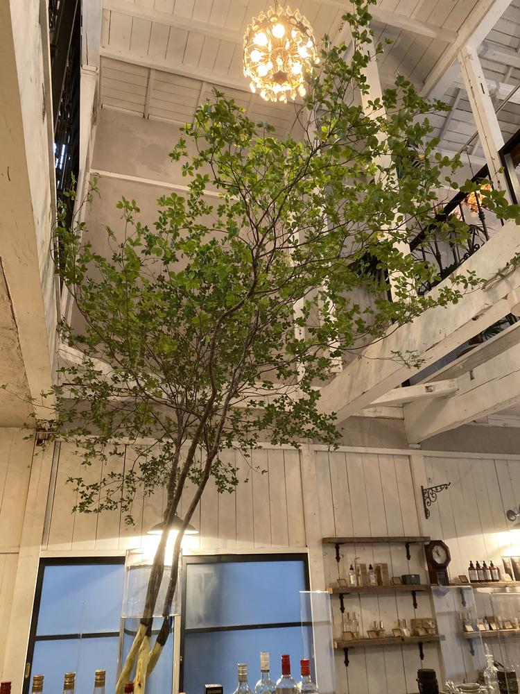 吹き抜けのある店内と植物