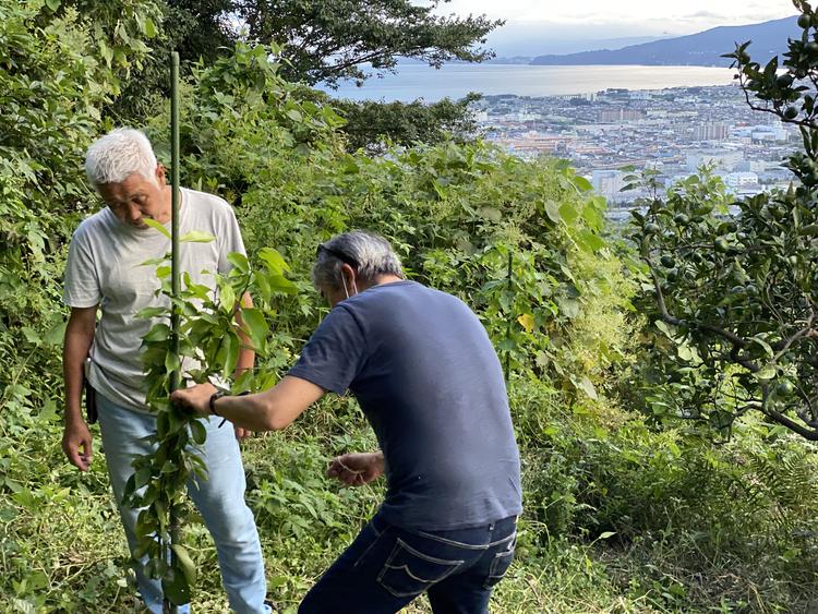 小田原の自社農園。景色が最高です。