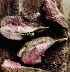 大満足のお肉料理も