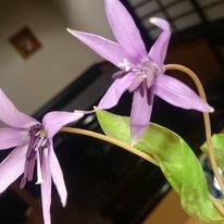 四季折々のお花も添えて…。