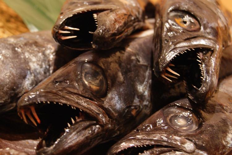 幻の高級魚エンザラも