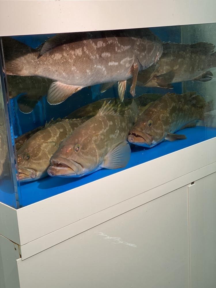 店内に生簀もあり