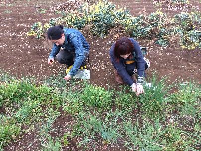 現地研修（ハーブ専門農家にて）