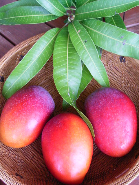 弊社の販売する有機マンゴー