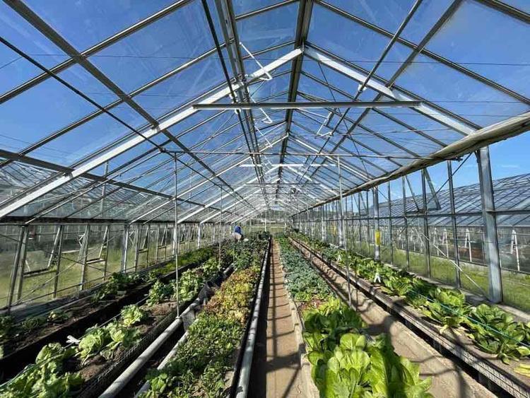 土壌からこだわった有機野菜を使用