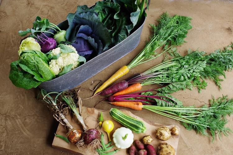 どんな野菜をつくるかも自分たちで決めます