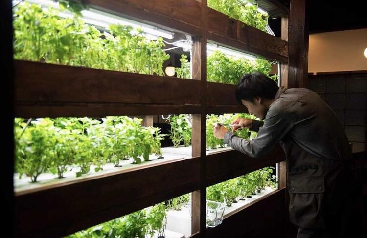 自家製ミントを栽培しています◎