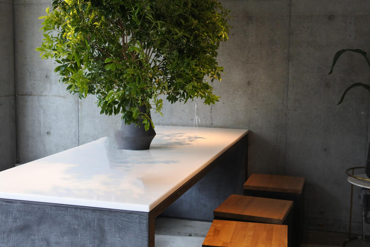 コンクリートと白を基調に緑のある店内です