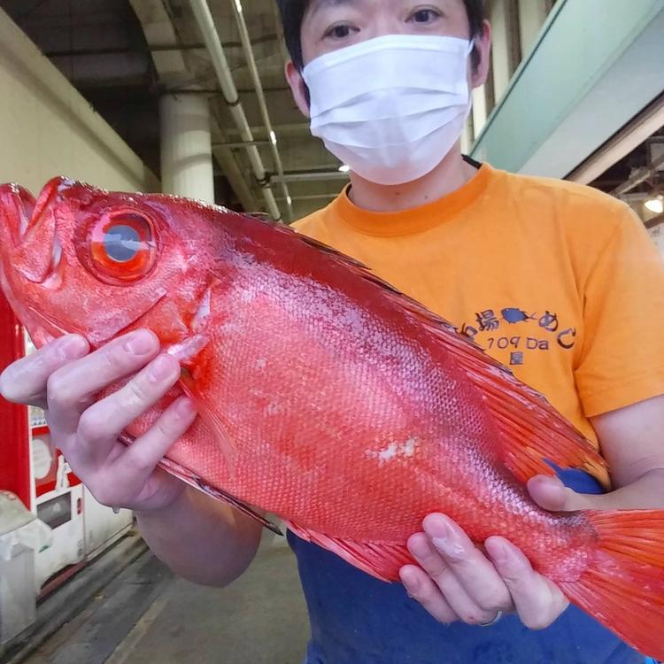 いろいろな珍しいお魚も仕入れ！