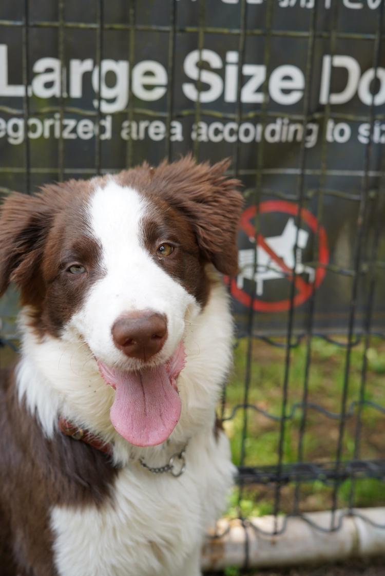 ライク👍 ４歳♂ 焼肉ライクが由来です