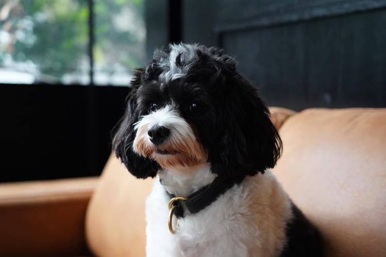 遠くを見つめる福丸。６歳♂