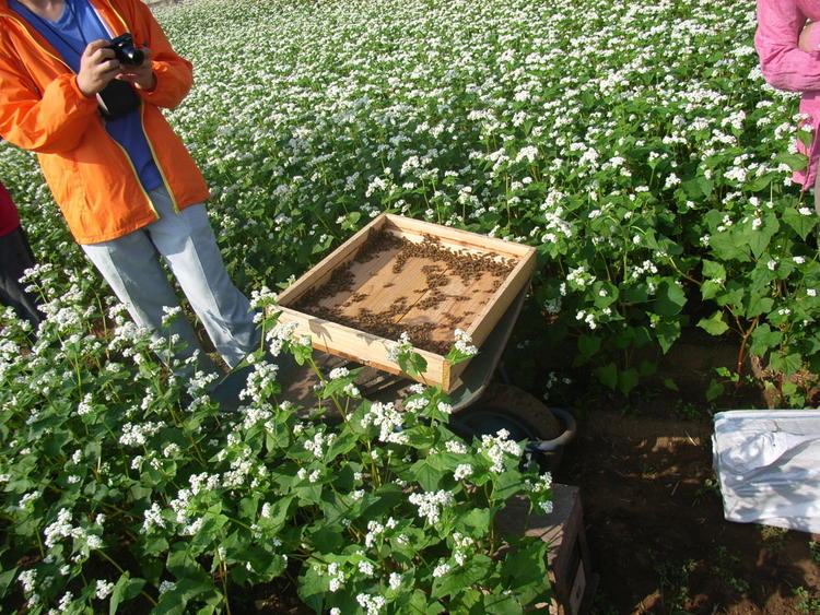 養蜂にチャレンジしたことも