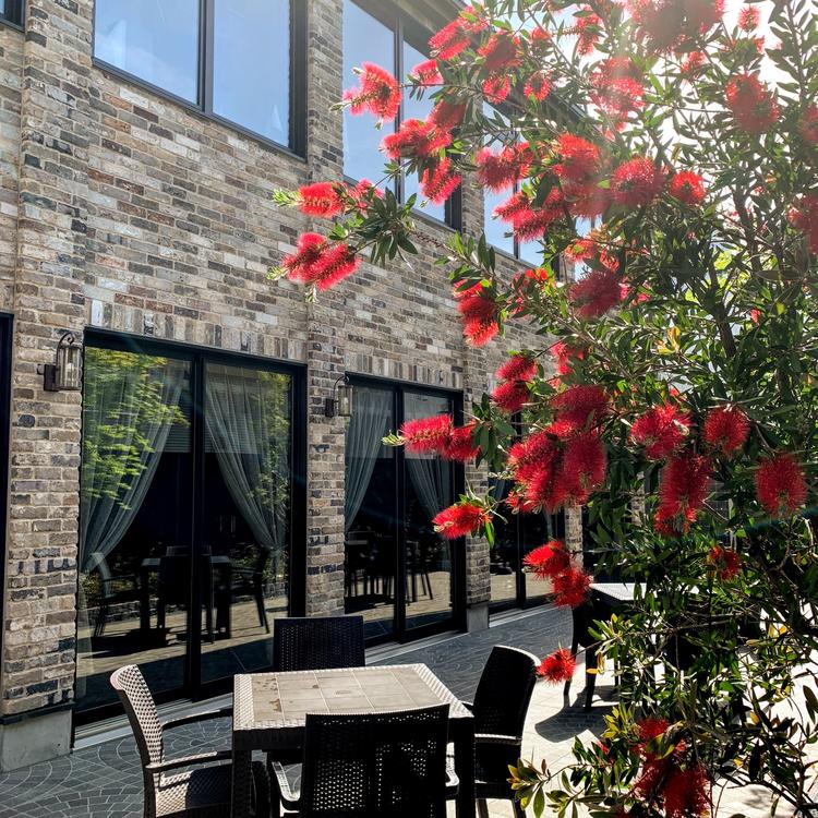 ブラシノキの花咲くテラス席