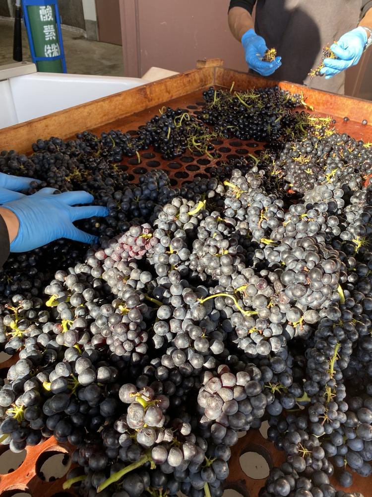 テールドシェルさんでブドウを手除梗